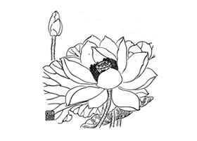 荷花白描畫(huà)法