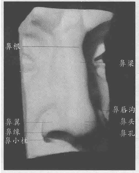 石膏鼻子素描畫(huà)法