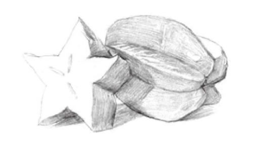 陽(yáng)桃素描畫法步驟02