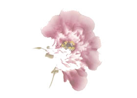 粉紅牡丹花側(cè)面寫(xiě)意畫(huà)法