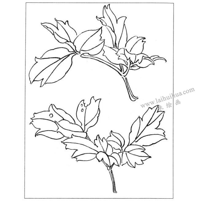 牡丹線(xiàn)描示意圖三
