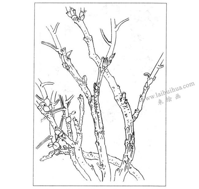 牡丹線(xiàn)描示意圖三
