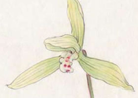 蘭花工筆畫(huà)法（一）