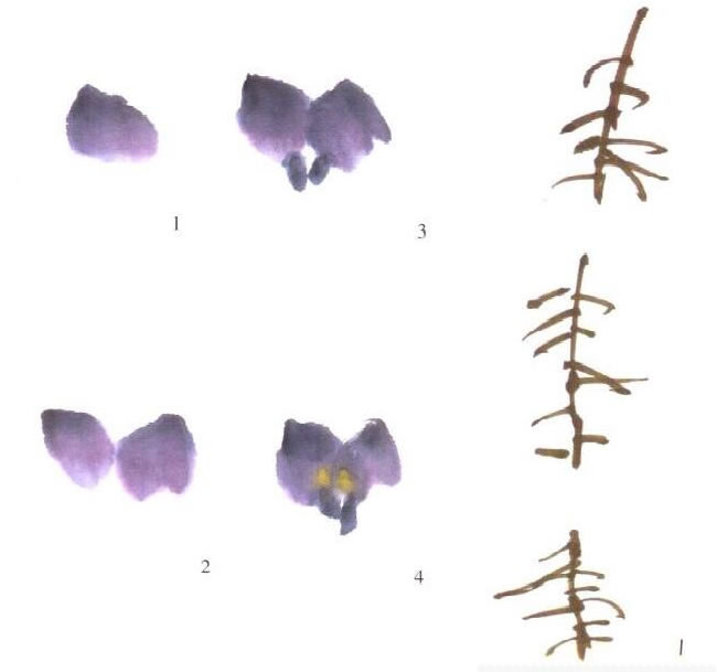 紫色紫藤花的畫(huà)法