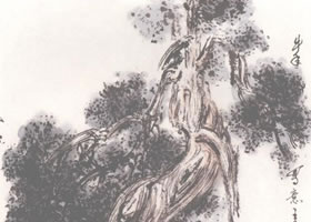 國(guó)畫(huà)柏樹(shù)畫(huà)法