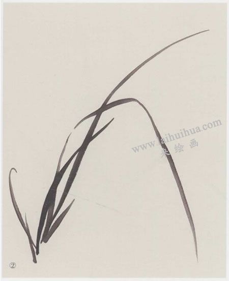中國(guó)畫(huà)蘭花與蘭葉組合畫(huà)法步驟02
