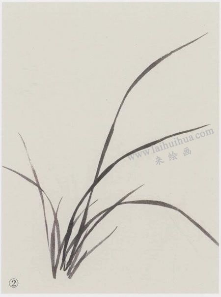 國畫蘭花的范畫畫法寫生步驟02
