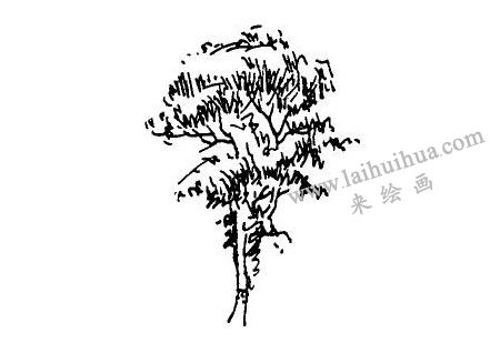 速寫畫樹步驟02