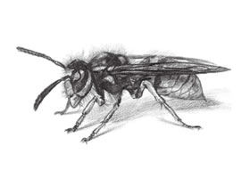 黃蜂的素描畫法步驟