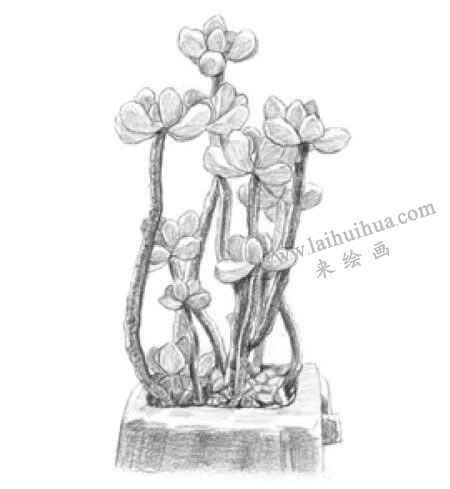 虹之玉素描畫法步驟05