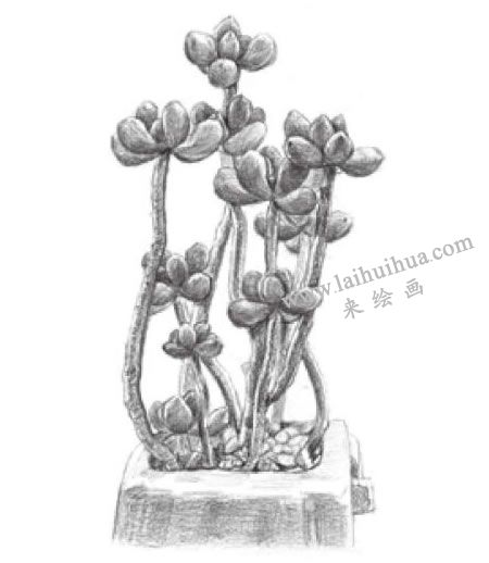 虹之玉素描畫法步驟06