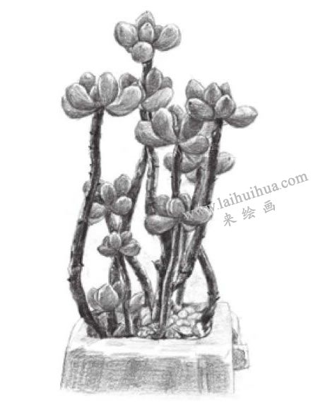 虹之玉素描畫法步驟07