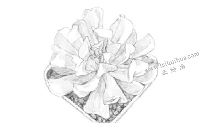 特玉蓮素描畫(huà)法步驟03