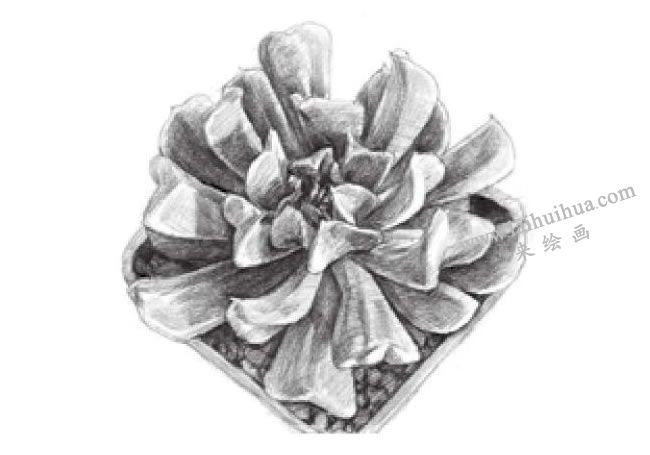 特玉蓮素描畫(huà)法步驟05
