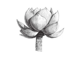 白鳳素描畫法步驟