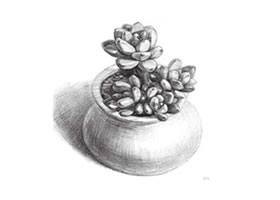 凝脂蓮素描畫法步驟
