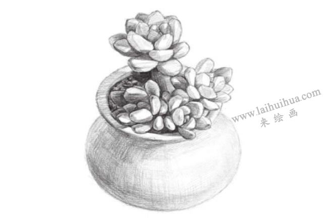 凝脂蓮素描畫(huà)法步驟04