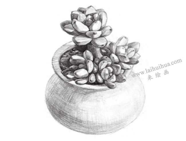 凝脂蓮素描畫(huà)法步驟05