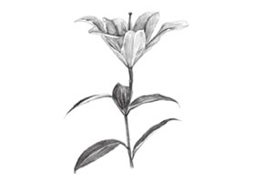 百合花素描畫法步驟