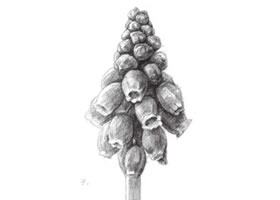 風(fēng)信子素描畫法步驟