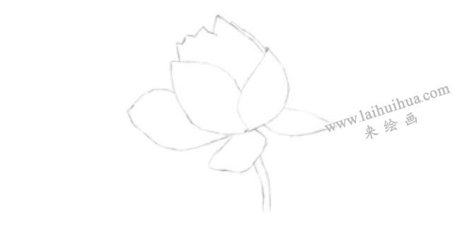 荷花的素描畫法步驟01