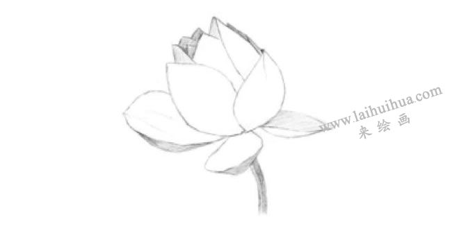 荷花的素描畫法步驟02