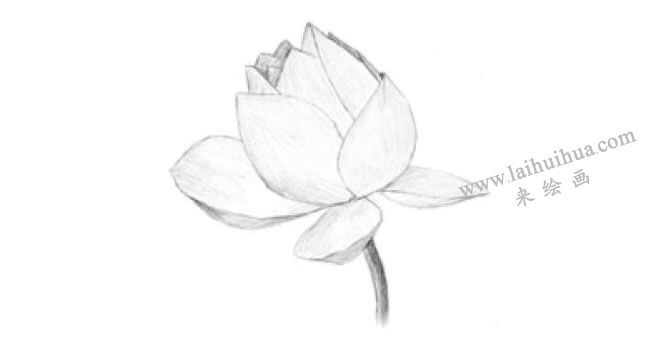 荷花的素描畫法步驟03