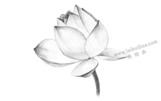 荷花的素描畫法步驟04