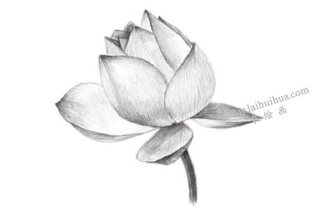 荷花的素描畫法步驟05