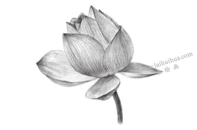 荷花的素描畫法步驟06