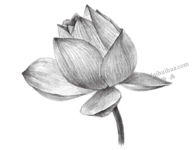 荷花的素描畫法步驟07