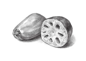 蓮藕的素描畫法
