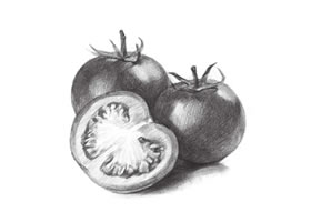 番茄的素描畫法