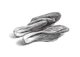 青菜素描畫法（二）