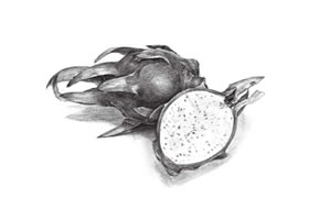火龍果素描畫法（二）
