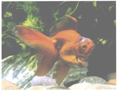 紅金魚(yú)國(guó)畫(huà)畫(huà)法