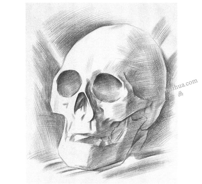 石膏頭骨素描畫法步驟04