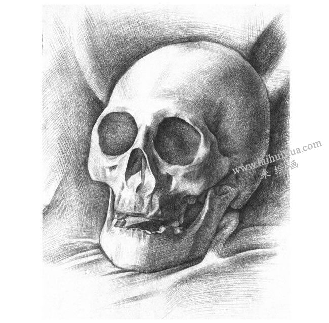 石膏頭骨素描畫法步驟05