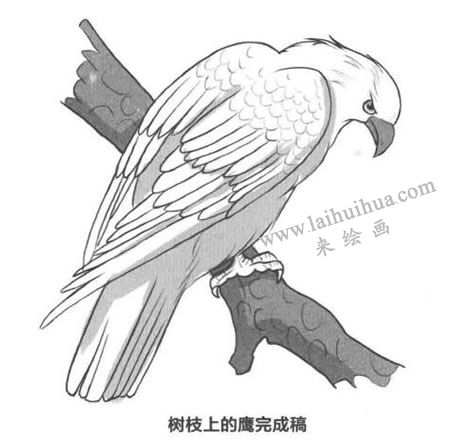 樹枝上的老鷹卡通素描畫法步驟03