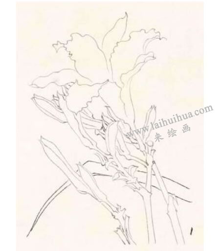 萱花的工筆畫(huà)法步驟圖示01