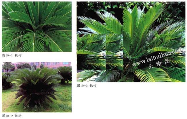鐵樹實(shí)物圖