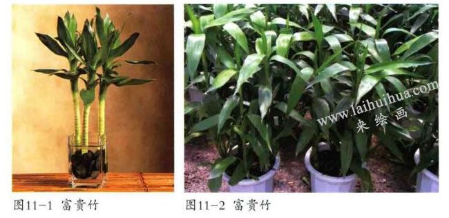富貴竹實物圖