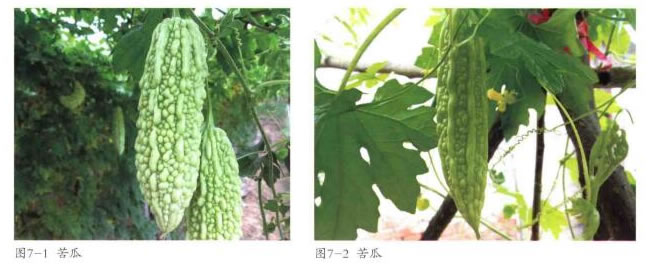 苦瓜實(shí)物圖