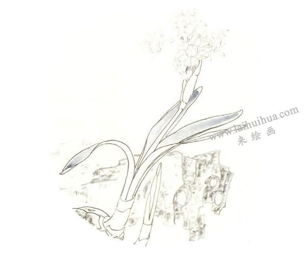 俞致貞《水仙》工筆畫(huà)技法步驟02