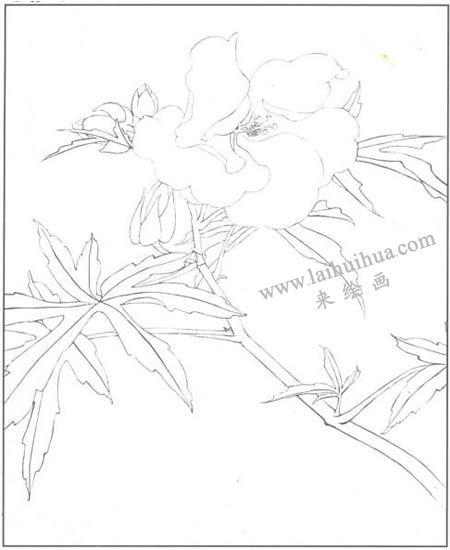 蜀葵花工筆畫(huà)法步驟01