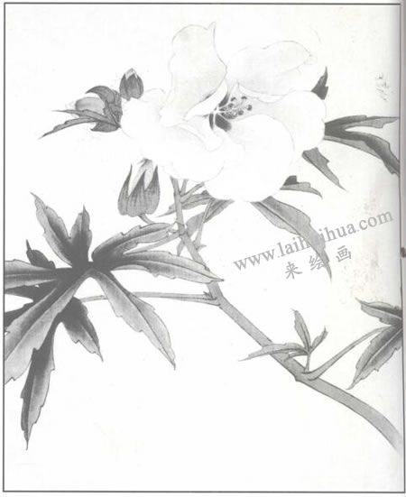蜀葵花工筆畫(huà)法步驟02