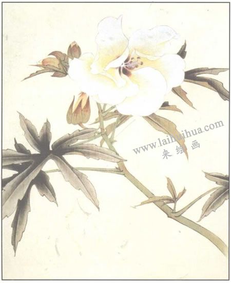蜀葵花工筆畫(huà)法步驟03