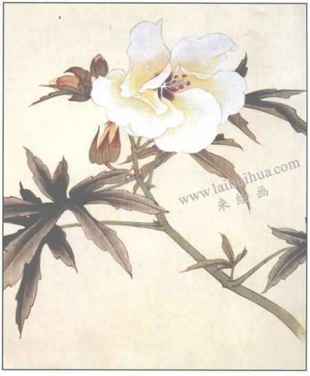 蜀葵花工筆畫(huà)法步驟04