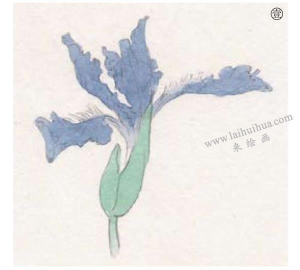 工筆百花之鳶尾工筆畫(huà)法步驟01