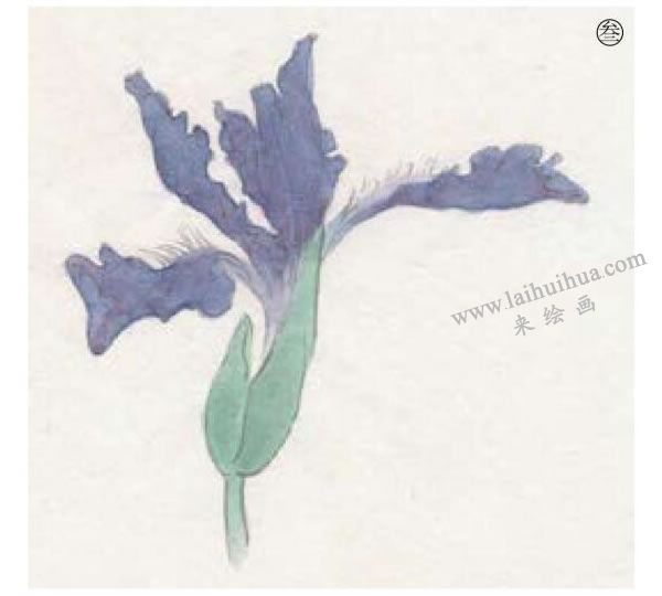 工筆百花之鳶尾工筆畫(huà)法步驟03